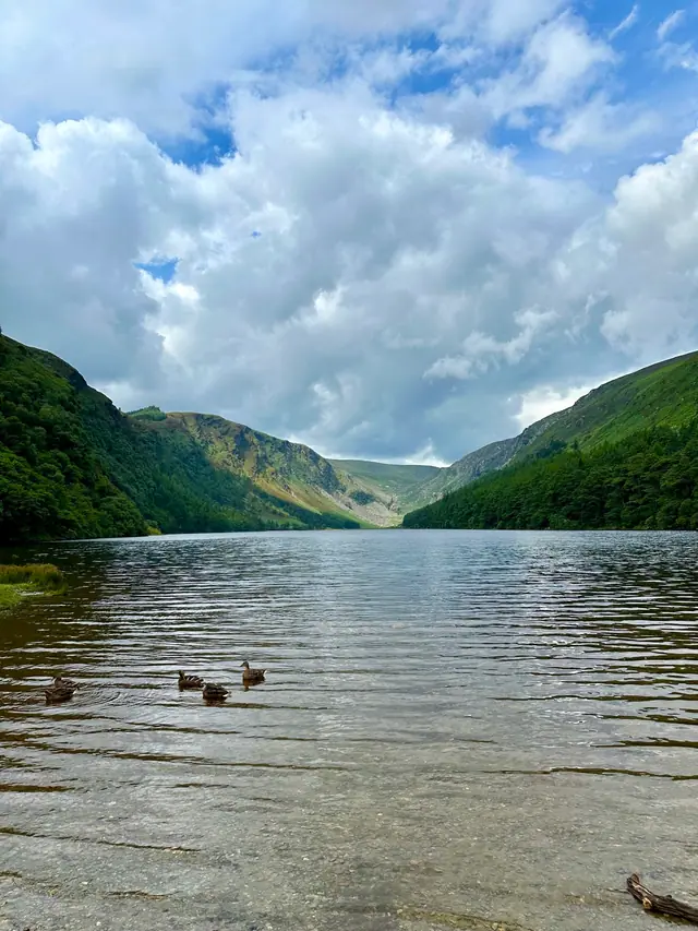 Ducks on the still upper lake at Glendalough in the Irish mountains