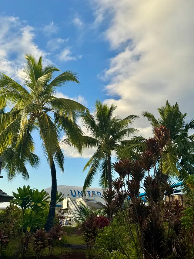 Palm trees framing a jet on the tarmac of a tropical airport