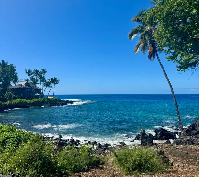 A lone palm leaning over the rocky, turquoise Big Island coastline in Hawaii