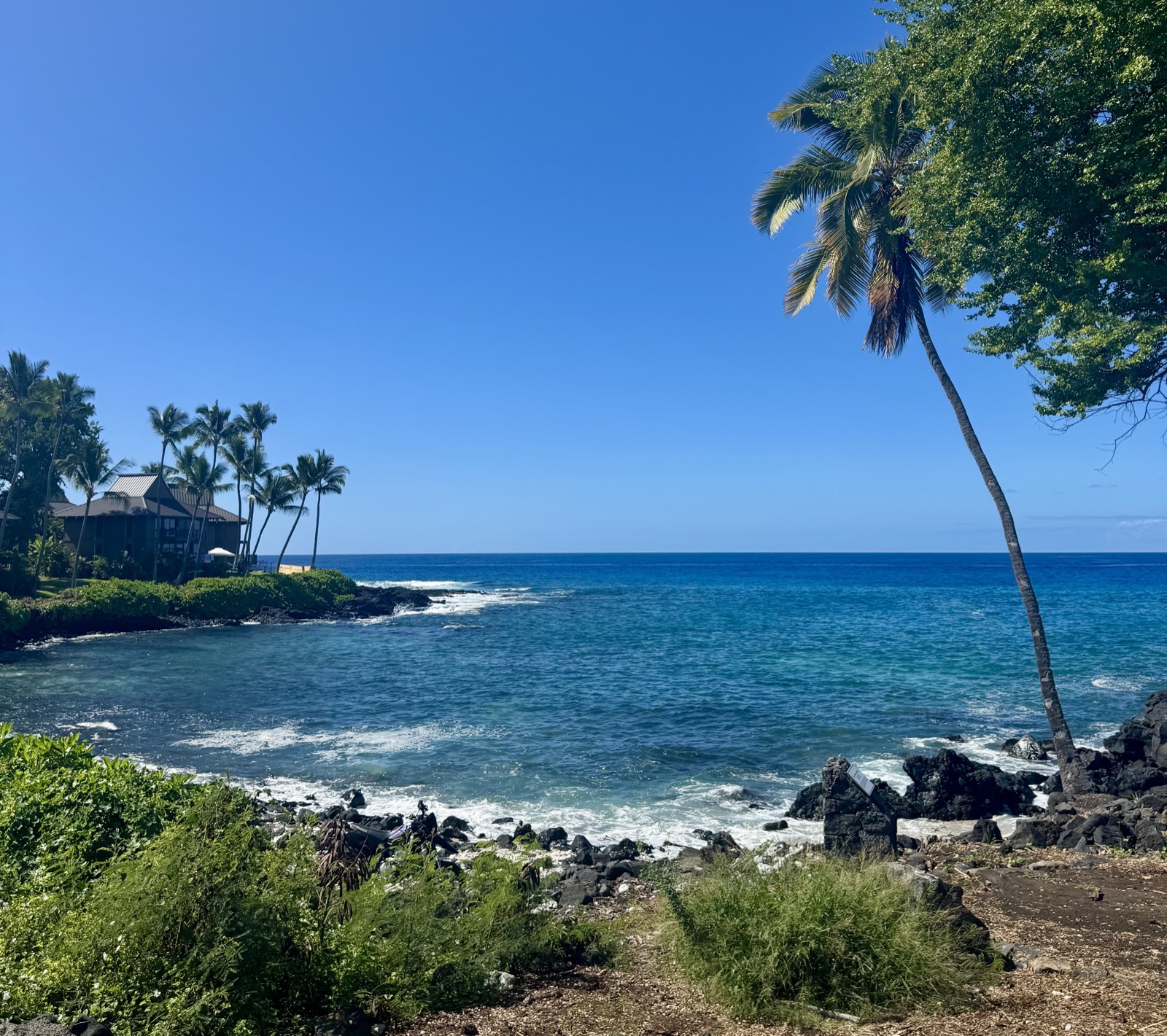 A lone palm leaning over the rocky, turquoise Big Island coastline in Hawaii