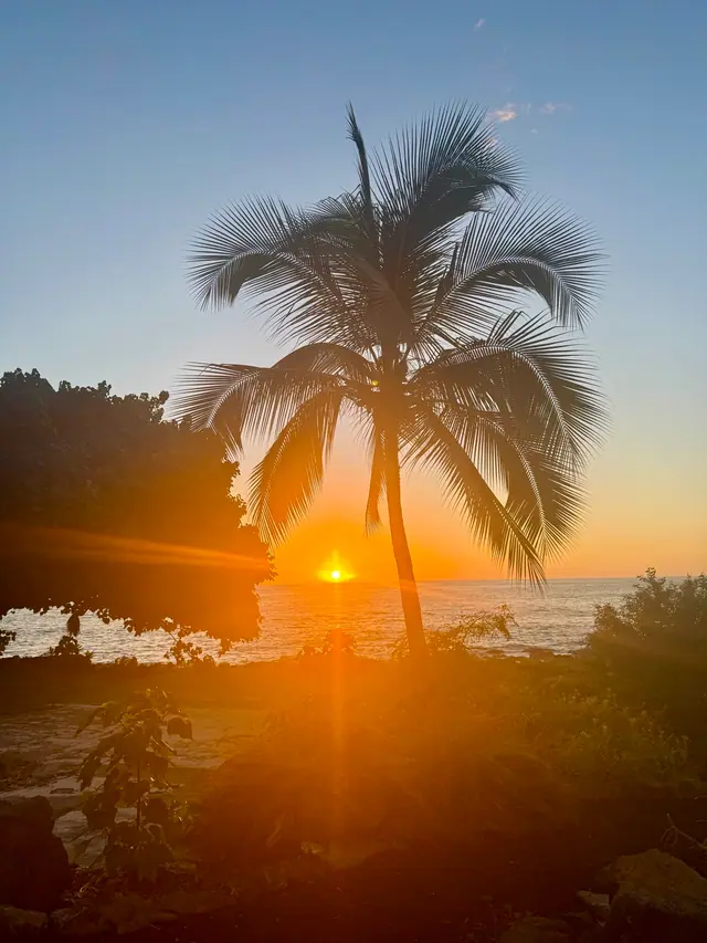 A palm tree silhouetted against a golden ocean sunset