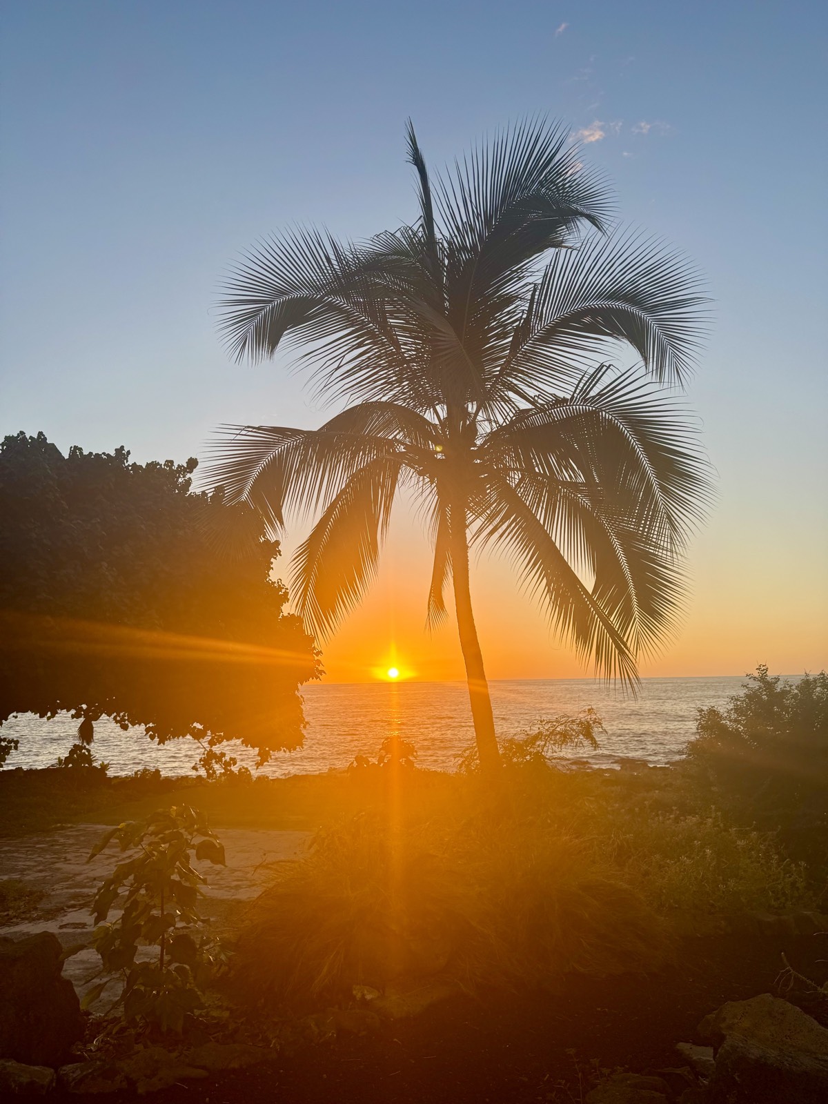 A palm tree silhouetted against a golden ocean sunset